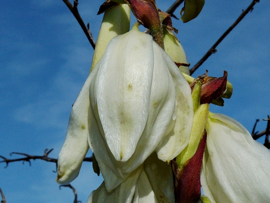 {Yucca filamentosa}